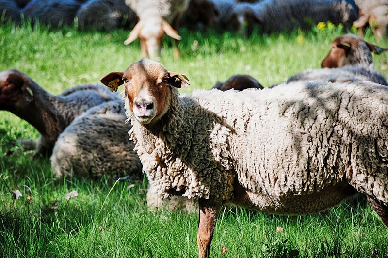 Découvrir la transhumance lors de vos randonnées avec le village vacances Cantal la Chataigneraie